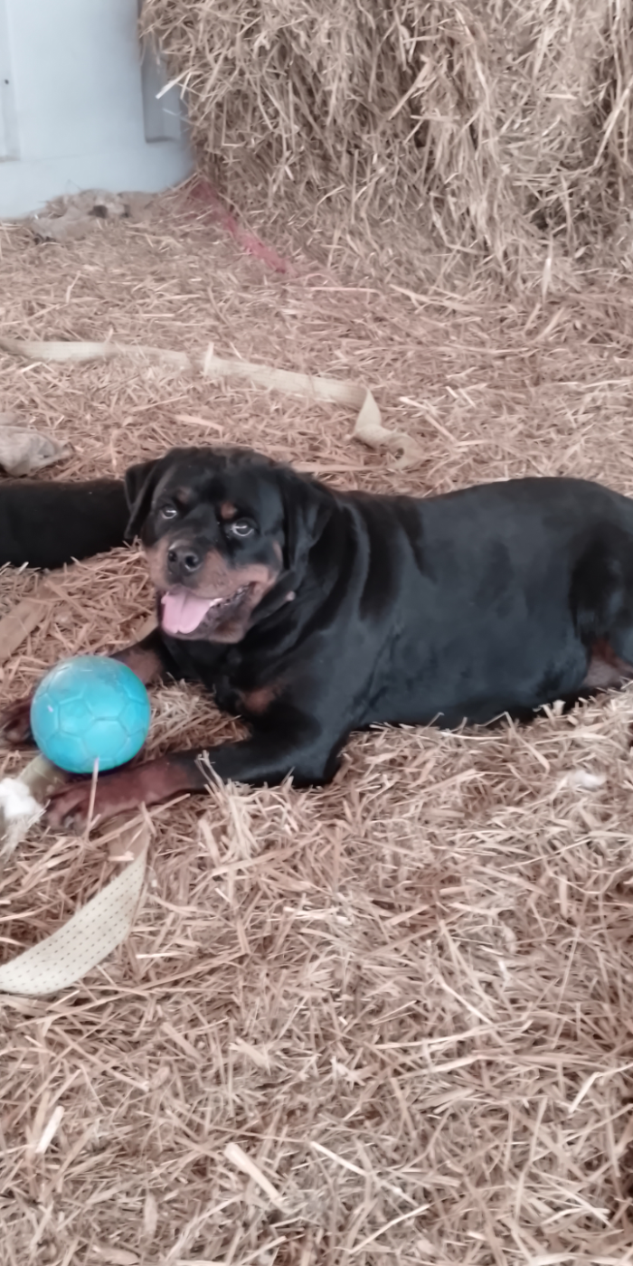 Jaguar  von haus drazic