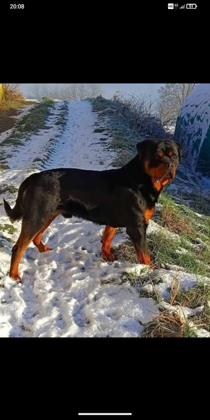 Vito Des Gardiens De Malorius