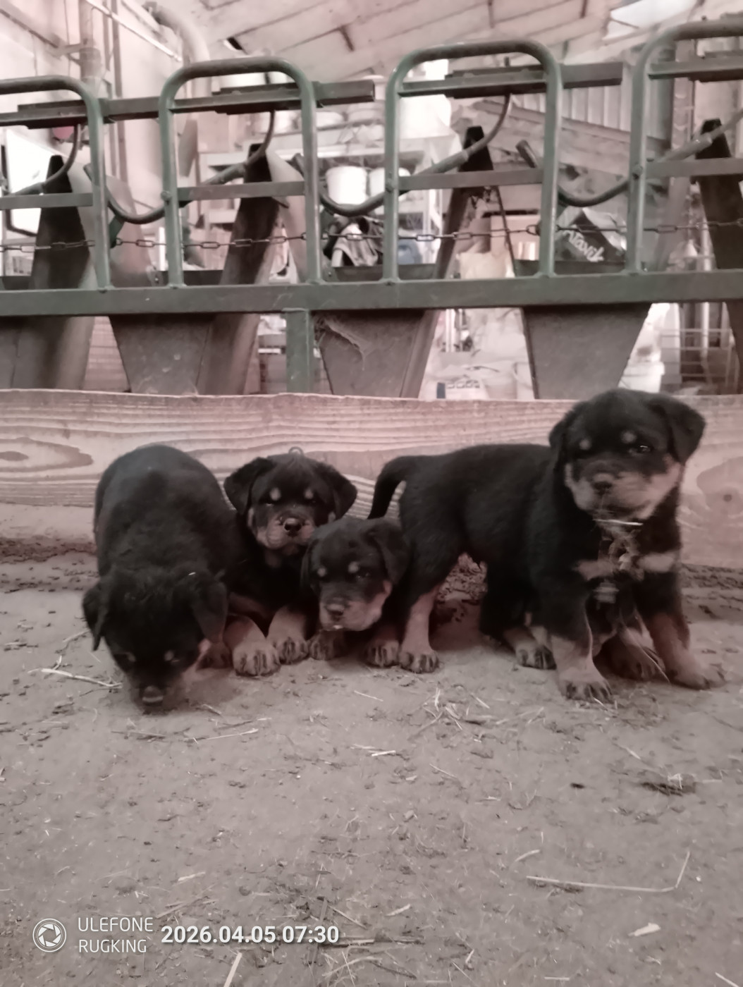 Des Gardiens De Malorius - Rottweiler - Portée née le 06/02/2026