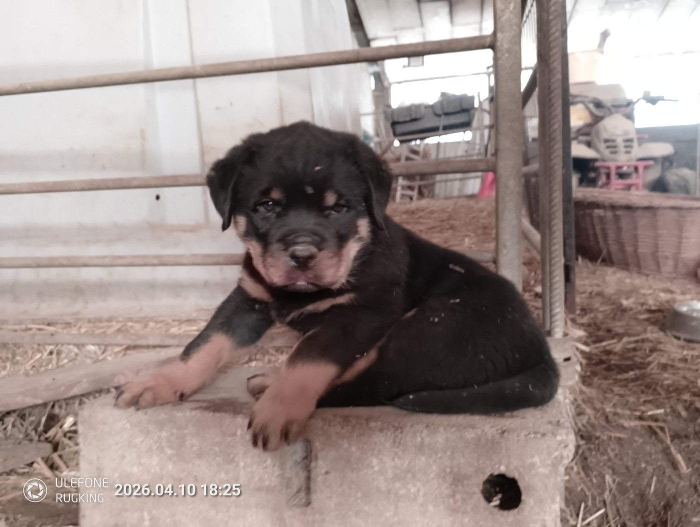 Des Gardiens De Malorius - Chiots disponibles - Rottweiler