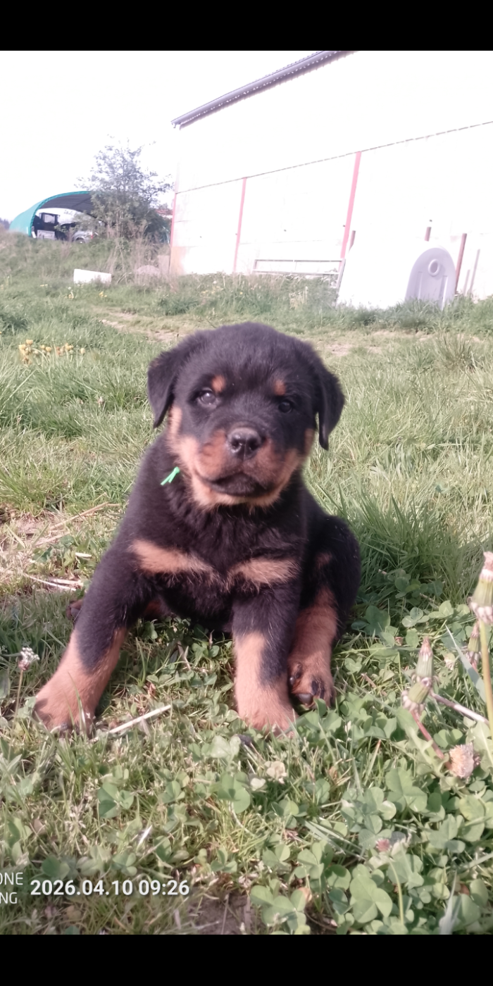 Des Gardiens De Malorius - Chiots disponibles - Rottweiler