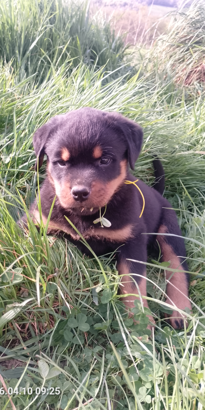 Des Gardiens De Malorius - Chiots disponibles - Rottweiler