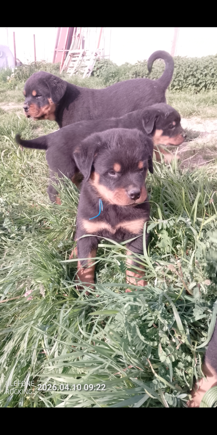 Des Gardiens De Malorius - Chiots disponibles - Rottweiler